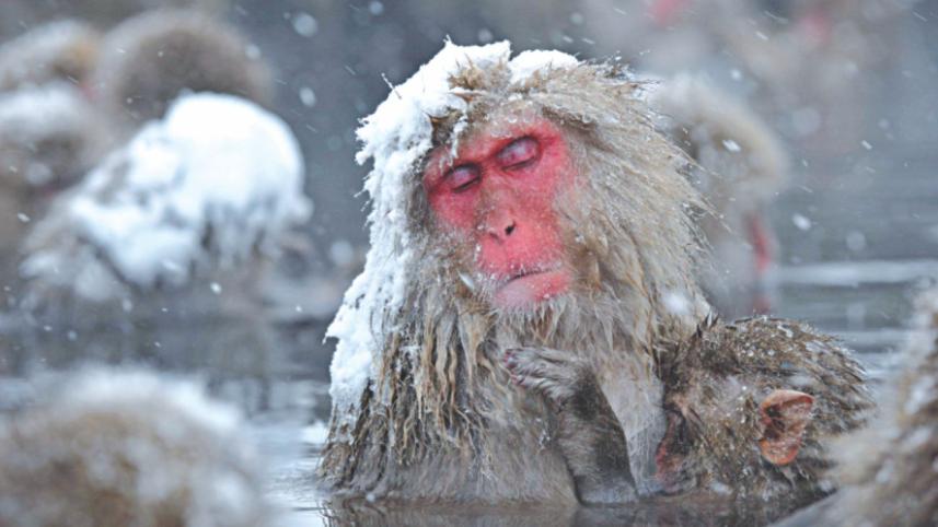 monkeys.jpg