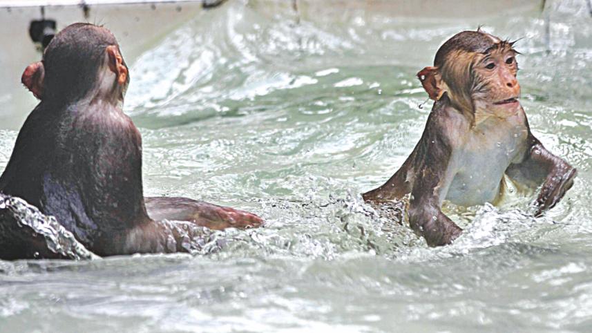 monkeys swim.jpg