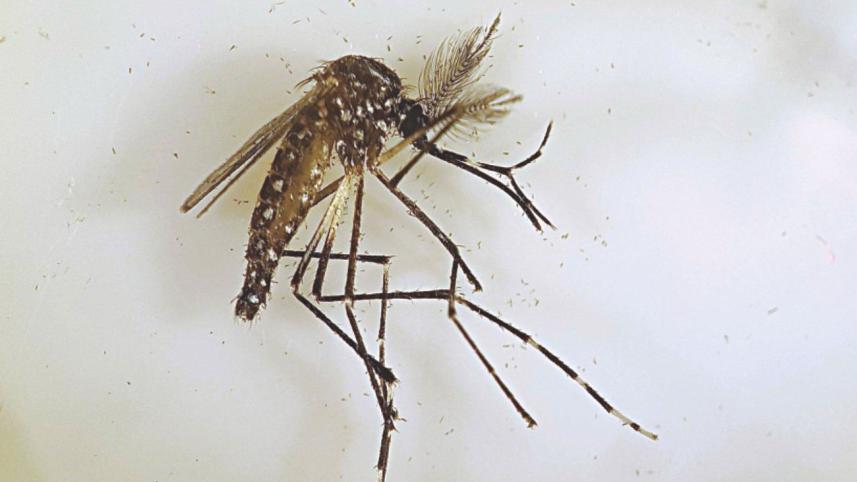 mosquito.jpg