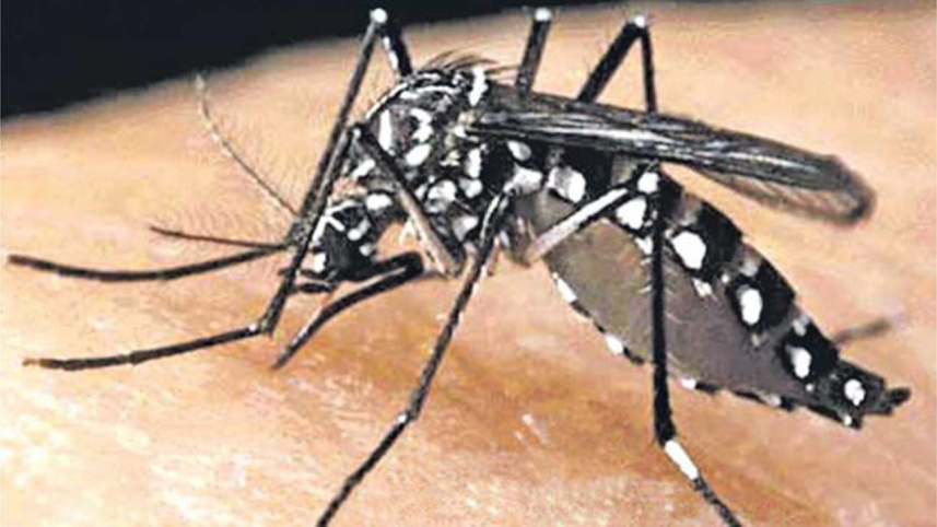 Mosquito.jpg