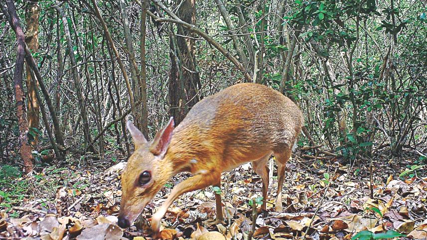 mouse deer.jpg