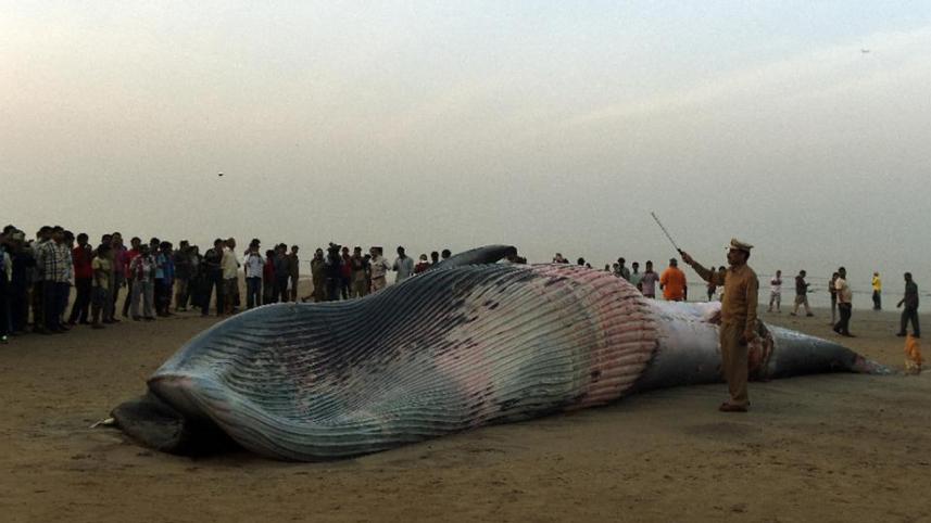 Mumbai-Whale.jpg