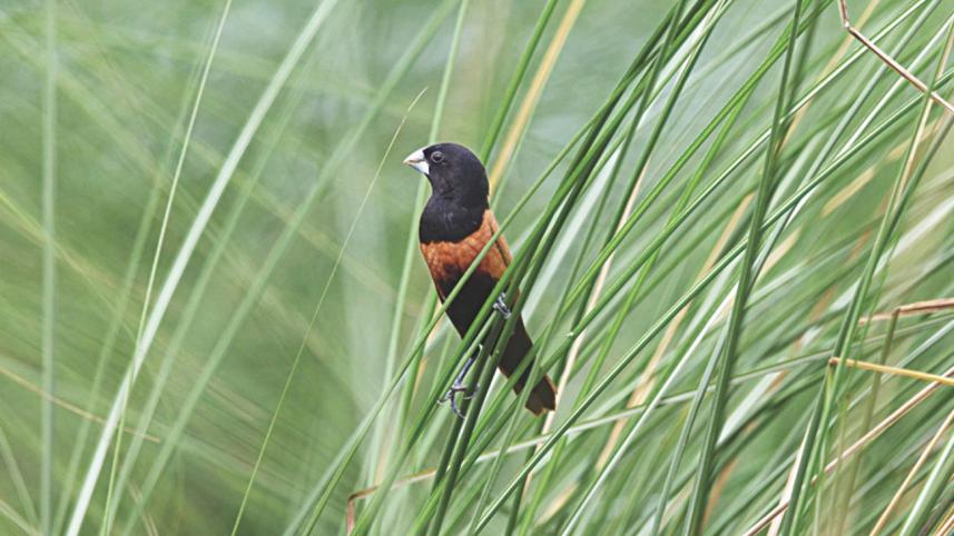 munia.jpg