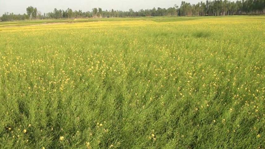 mustard field.jpg