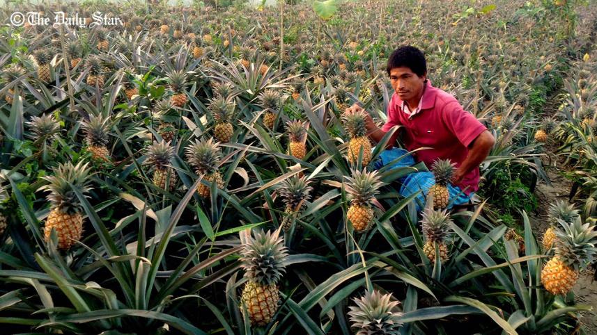 farmer shows pineapple
