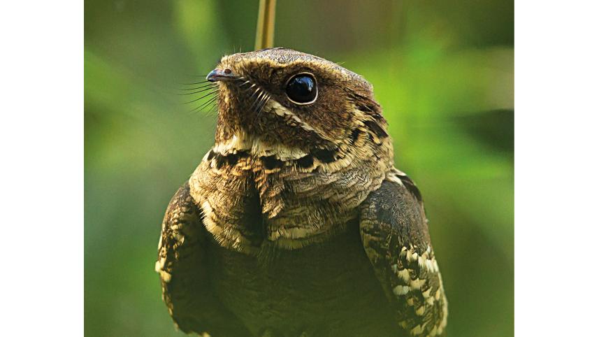 Nightjar.jpg