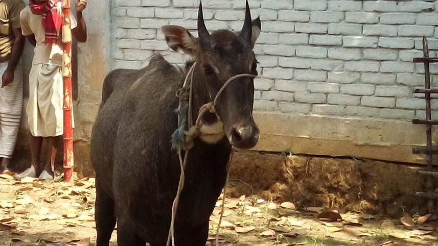 Nilgai found in Naogaon