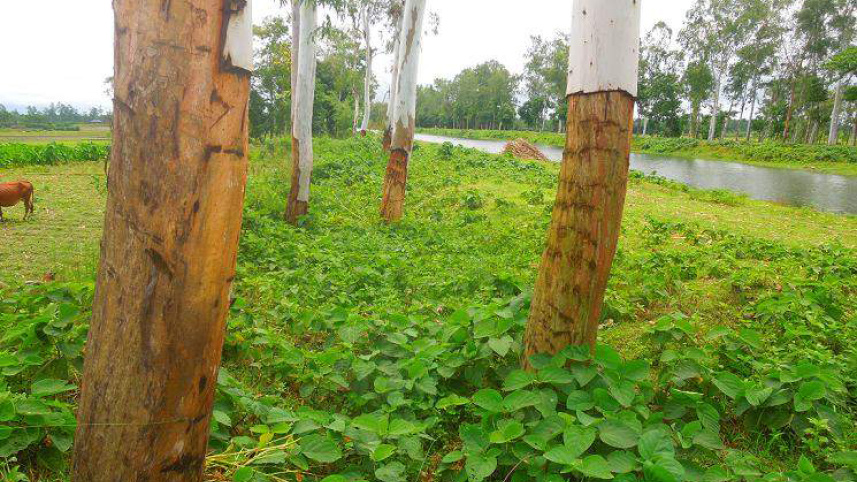Nilphamari, Strange way of tree felling