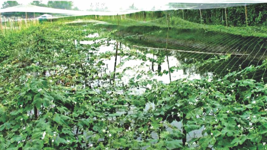 Noakhali char farmers.jpg