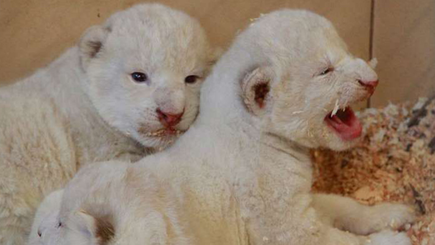 rare white wild cats, Offbeat, white lions, white tigers, central Poland, private zoo, zoo in Poland