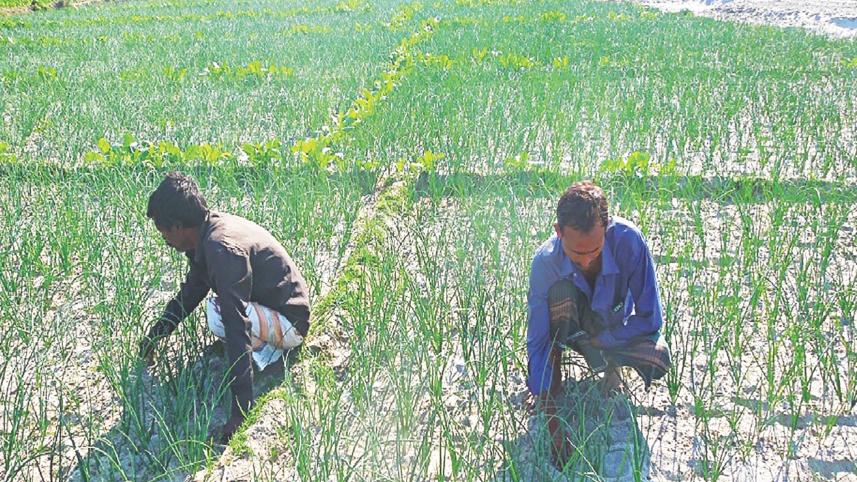 onion growers Rangpur.jpg