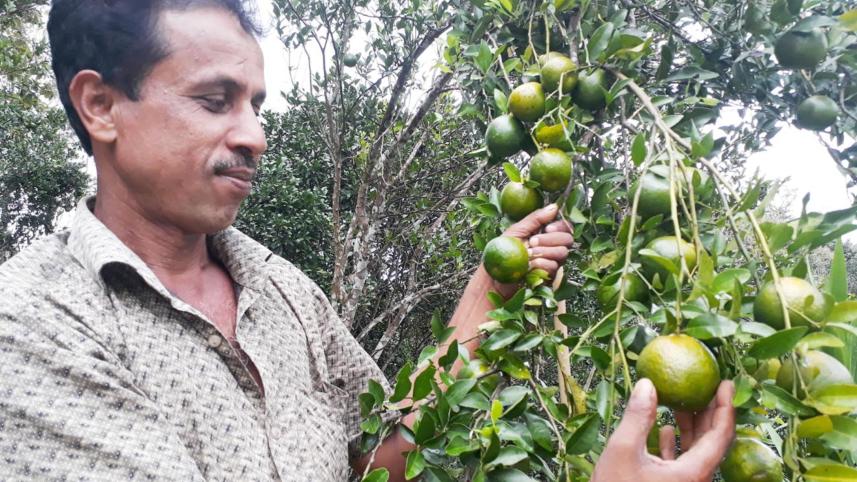 organic mandarin growers.jpg