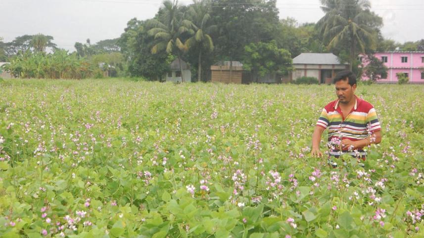 Pabna bean photo-2.jpg