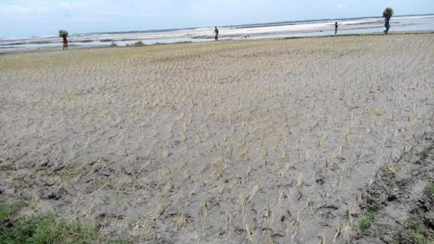 paddy field damaged.jpg