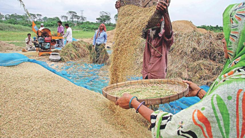 Paddy growers tight spot 1.jpg