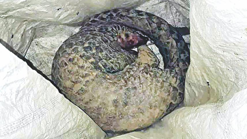 Pangolin.jpg