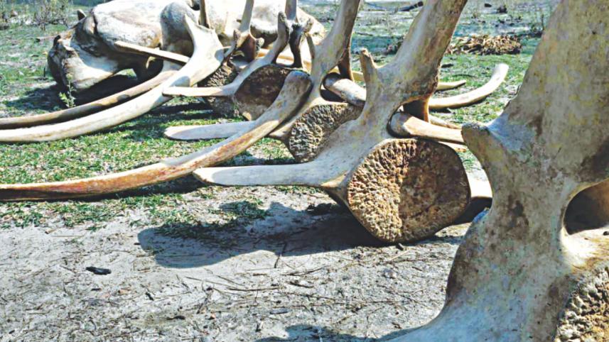 Parts of a skeleton.jpg