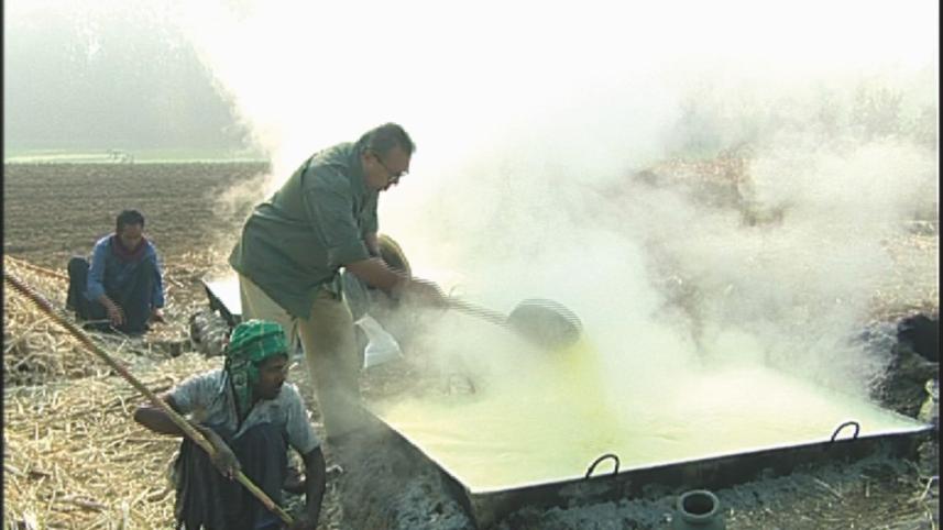 Pata molasses alive.jpg