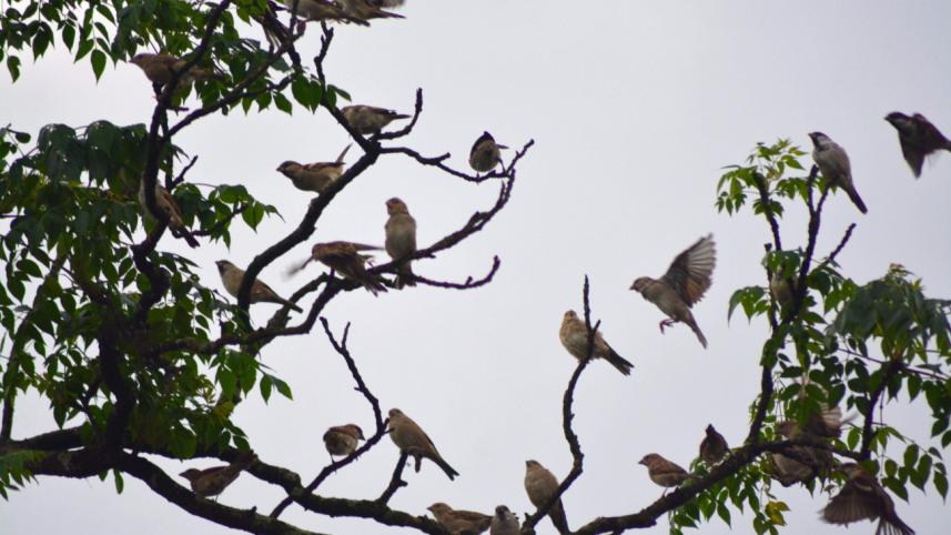 Patuakhali Police Station complex.jpg