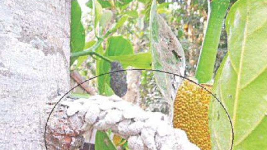 Pest wreaks havoc.jpg