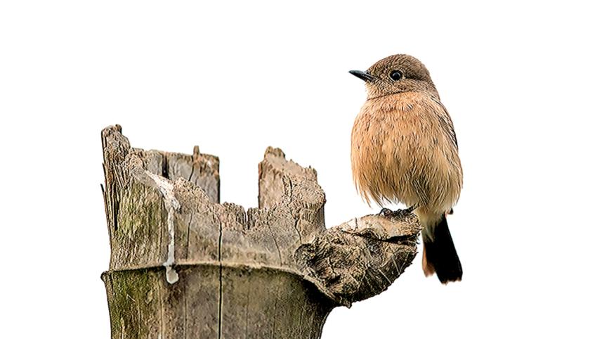 Pied Bushchat.jpg