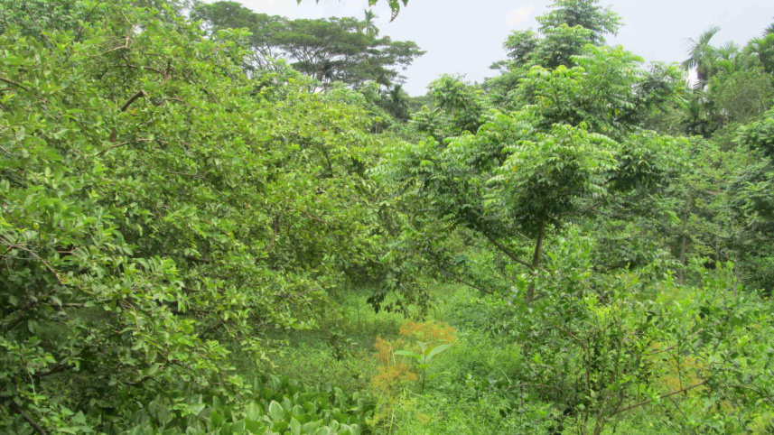 Pirojpur district.jpg