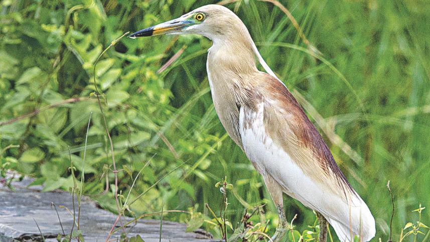 Pond heron.jpg