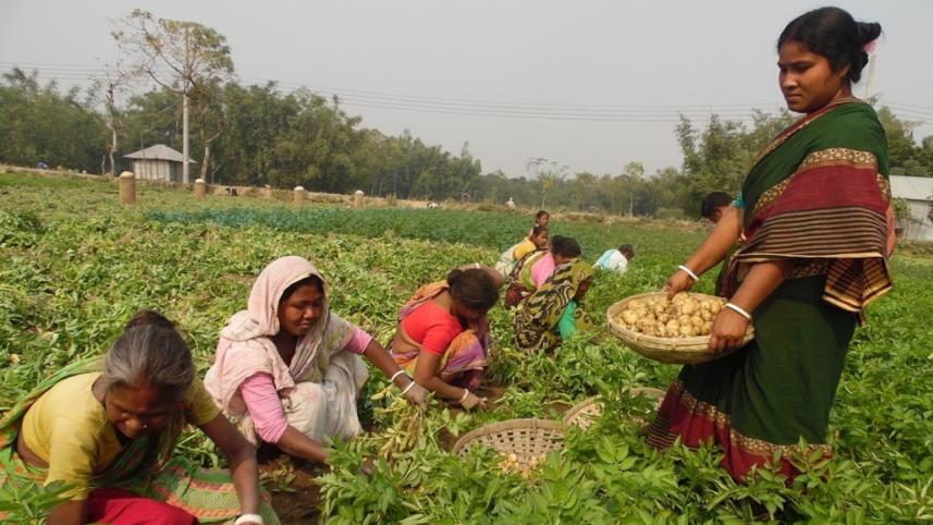potato harvest early.jpg