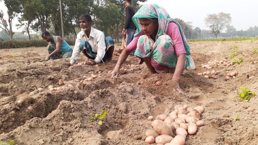 Potato harvesting well.jpg