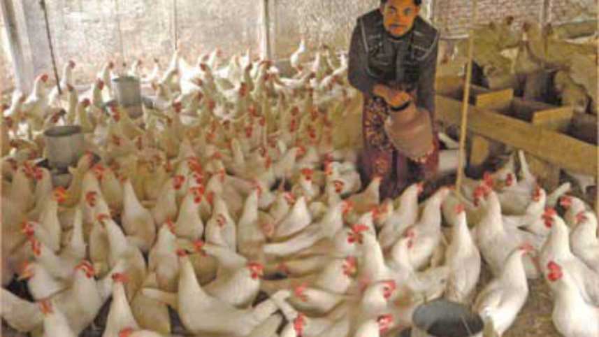 Poultry industry