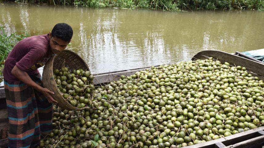 Price fall hog plum 1.jpg