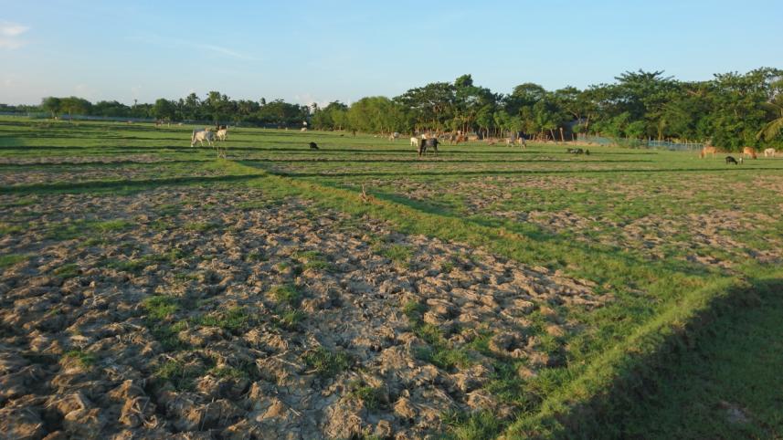 rain worries Khulna farmers.jpg