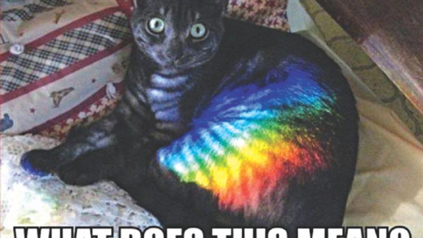 RAINBOW CAT