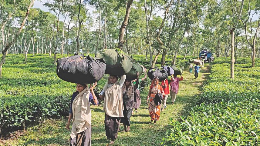 record tea production.jpg