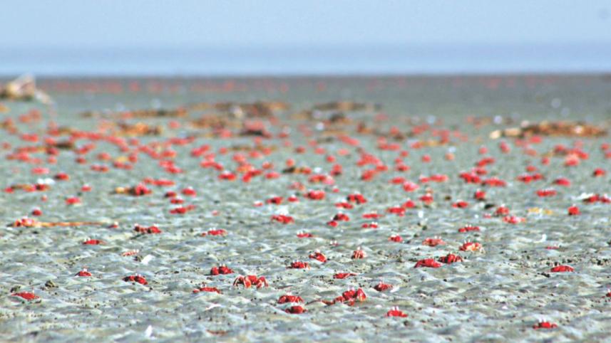 Red crabs Kuakata 1.jpg