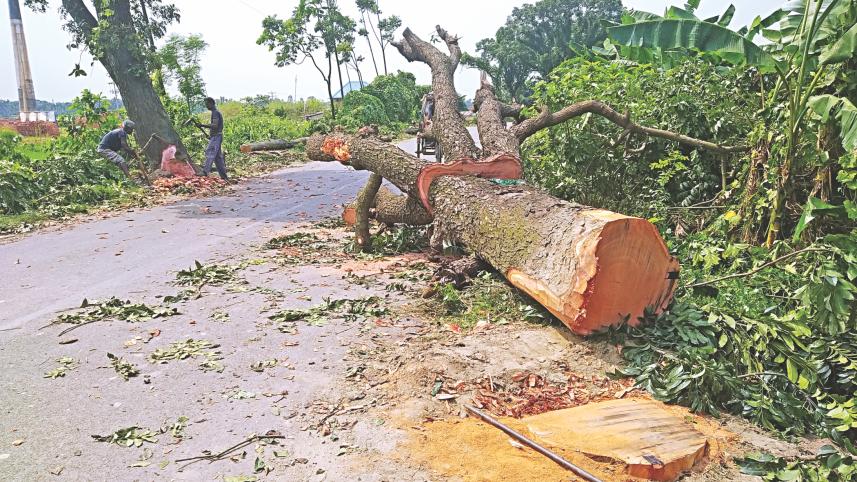 rees being felled.jpg