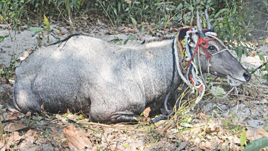 Rescued Nilgai.jpg
