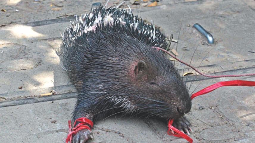 rescued porcupine.jpg