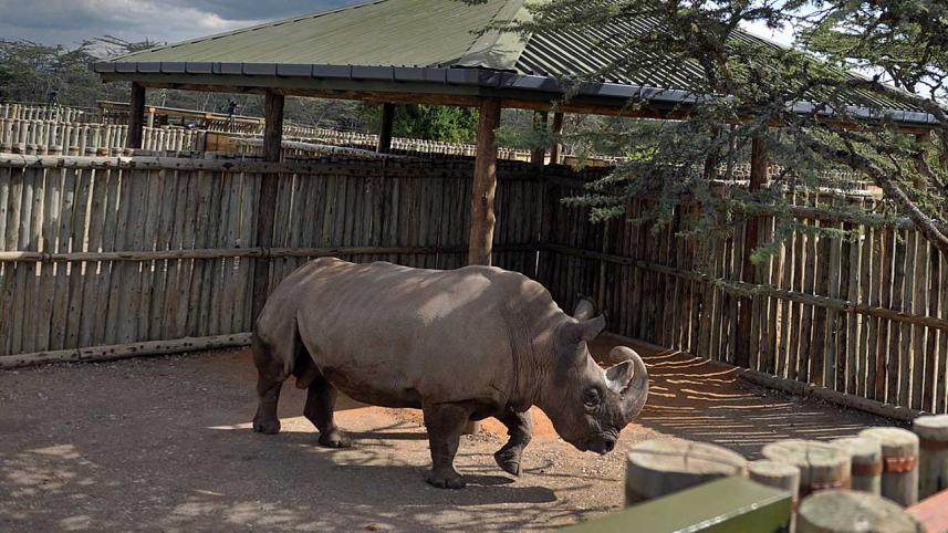 Sudan, one of four extremely endangered Northern White rhinoceros