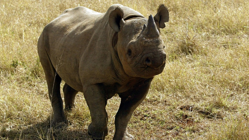 Black Rhino, 