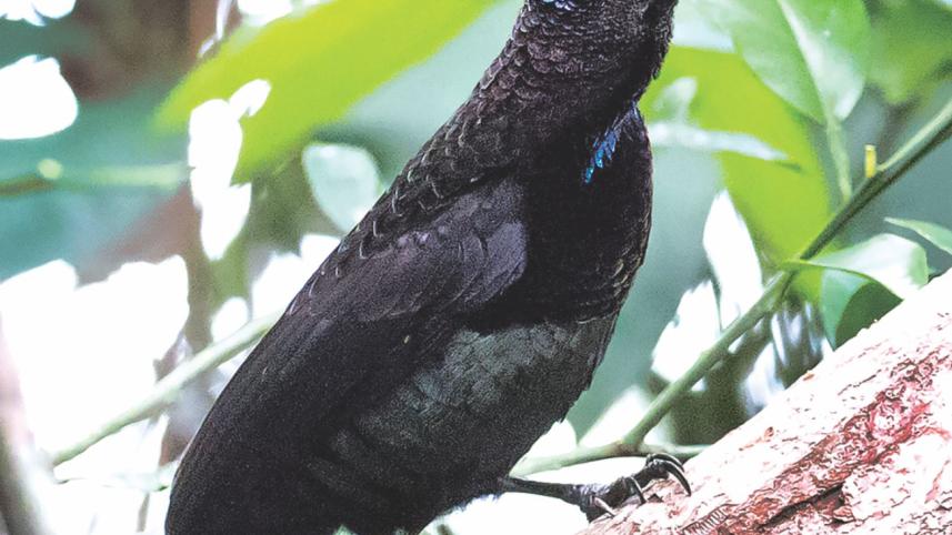 Riflebird.jpg