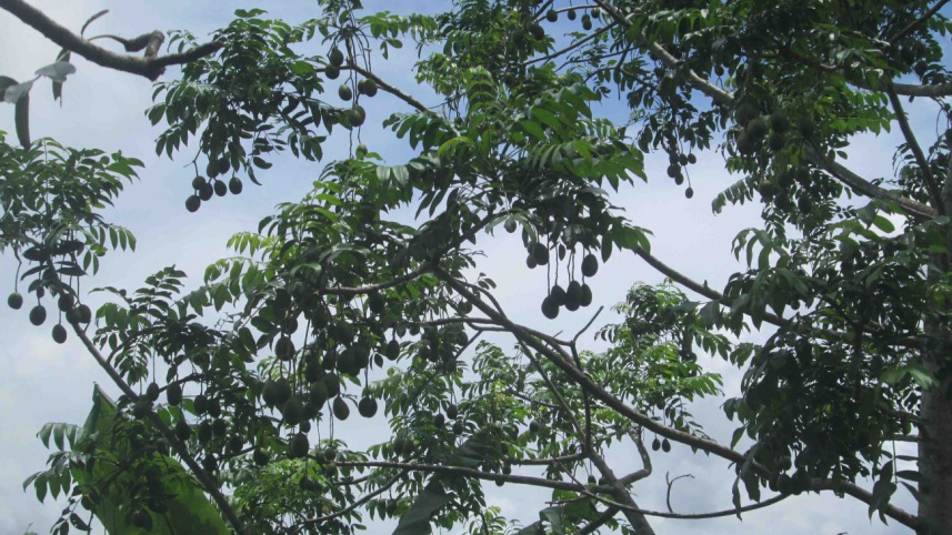 Roadside hog plum.jpg
