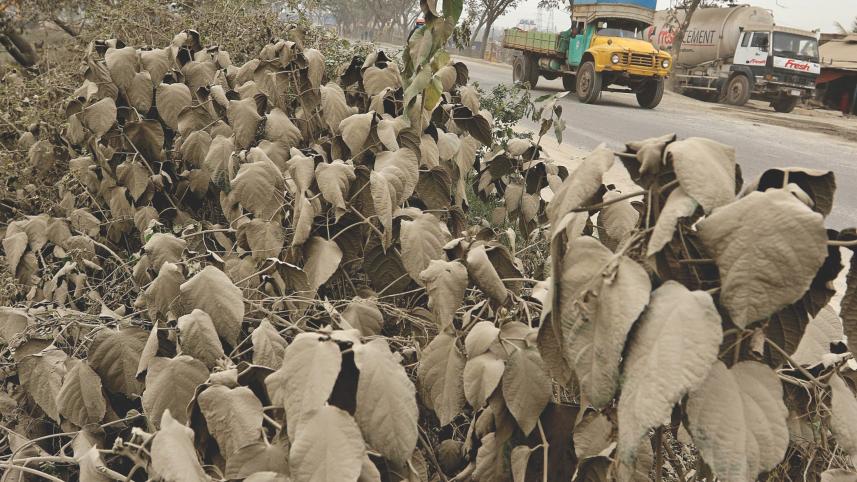 roadside vegetation.jpg