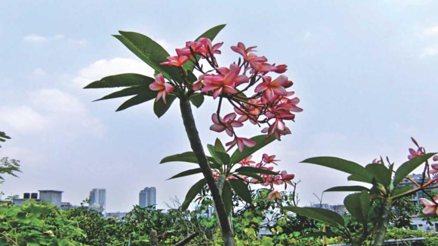 Rooftop Gardening- Days of Babylon to our Current Life