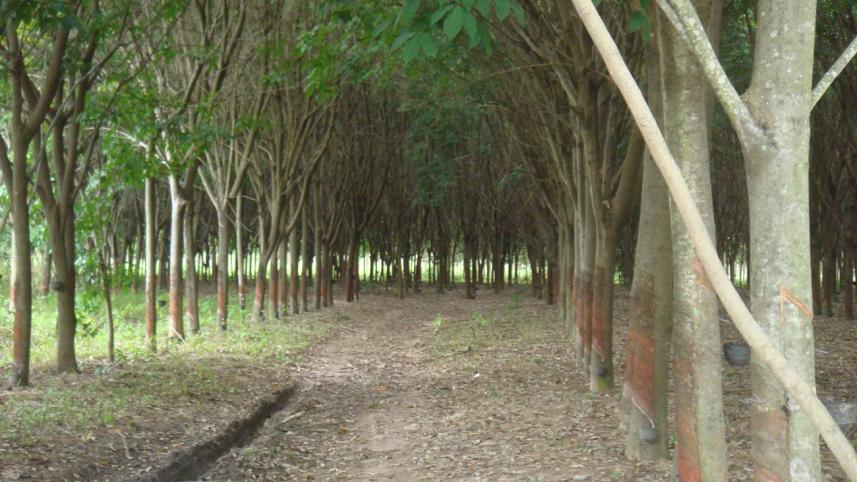 Rubber_tree_plantation_Thailand-NWB.jpg