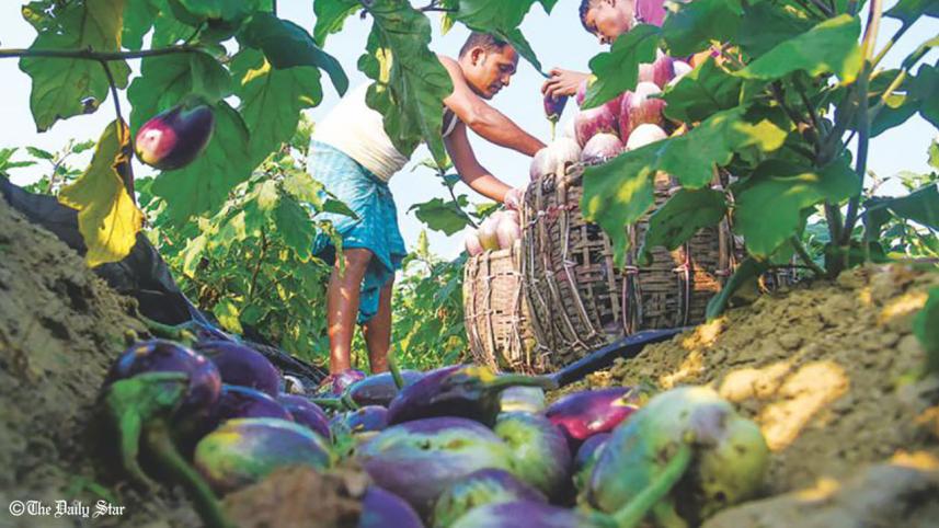 Farmers harvesting vegetables