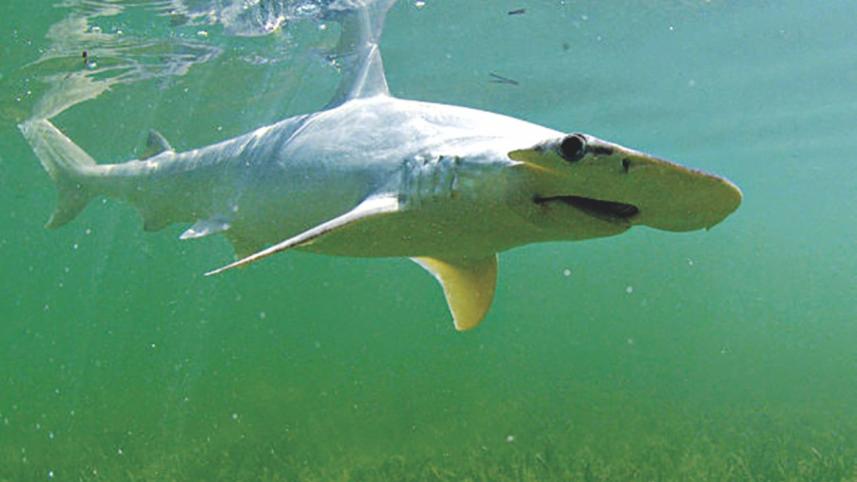shark.jpg