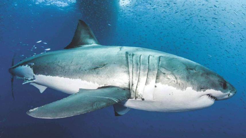 shark.jpg
