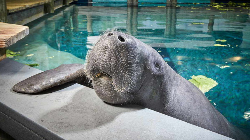 Snooty, manatee, Guinness World Records' 2017