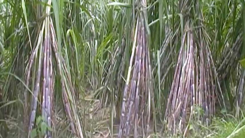 Soft variety sugarcane.jpg